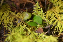 Corybas walliae