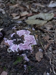 Punctularia atropurpurascens