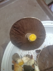 Agaricus xanthodermus