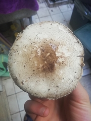 Agaricus xanthodermus