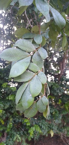 Cynometra mannii