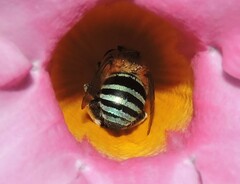 Amegilla cingulata