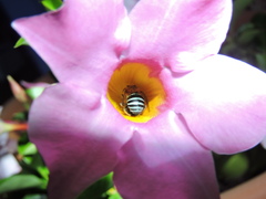 Amegilla cingulata