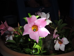 Amegilla cingulata