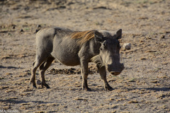 Phacochoerus africanus