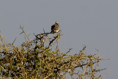 Streptopelia capicola
