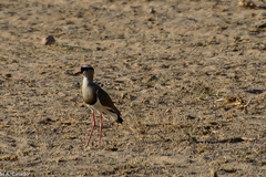 Vanellus coronatus