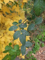 Rosa corymbifera
