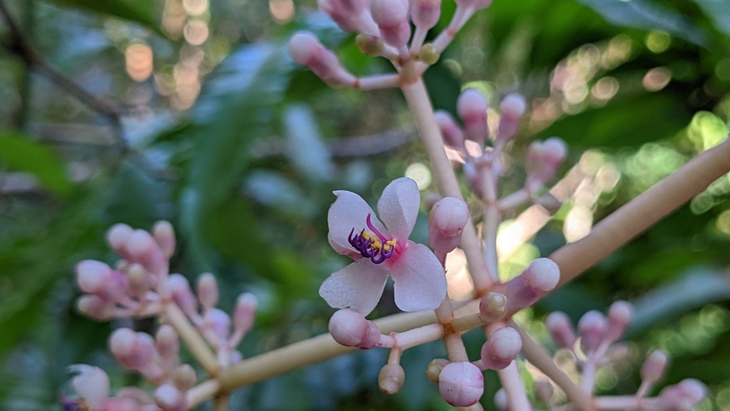Medinilla formosana, Taiwan, TW