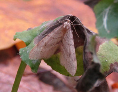 Operophtera