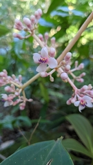 Medinilla formosana