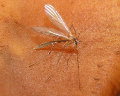 Sciaroidea