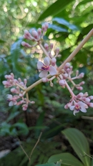 Medinilla formosana