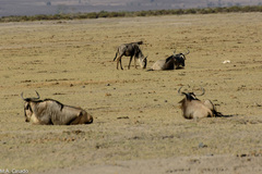 Connochaetes taurinus albojubatus