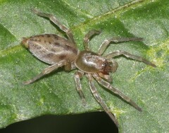 Clubionidae