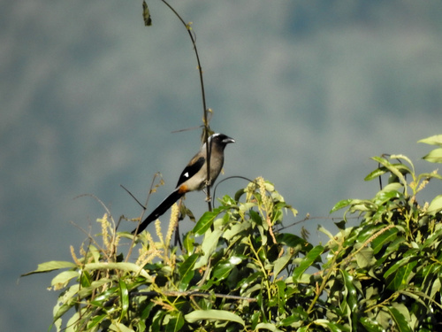 Gray Treepie