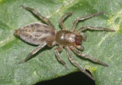 Clubionidae