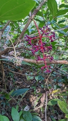 Medinilla formosana