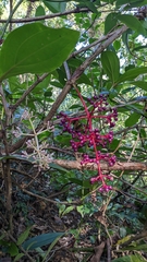 Medinilla formosana