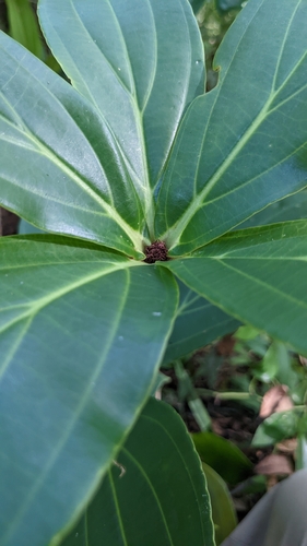 Medinilla formosana