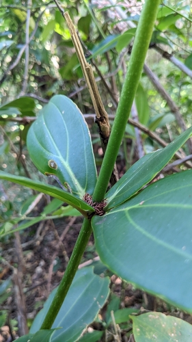 Medinilla formosana