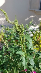 Amaranthus hybridus