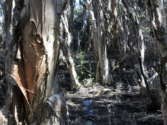 Melaleuca rhaphiophylla