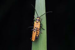 Chauliognathus flavipennis