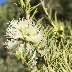 Melaleuca rhaphiophylla