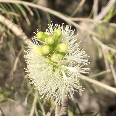Melaleuca rhaphiophylla