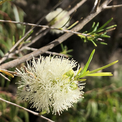 Melaleuca rhaphiophylla
