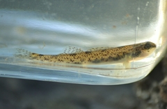 Etheostoma nigrum
