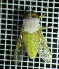 Chlorotabanus leucochlorus