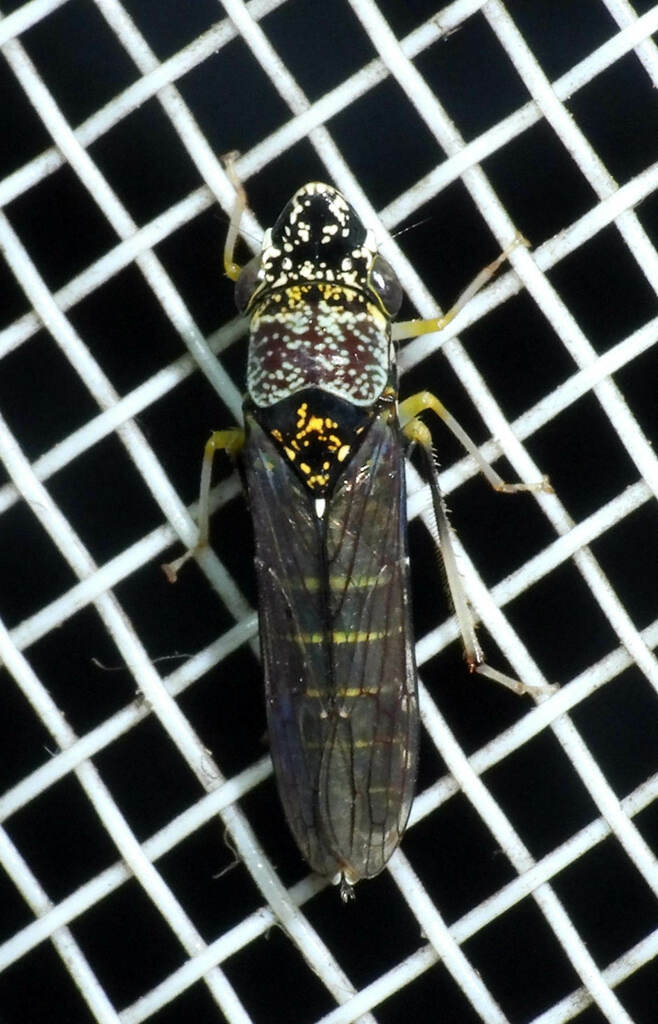 Acrogonia flaveola