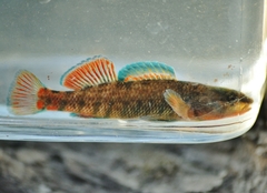 Etheostoma caeruleum