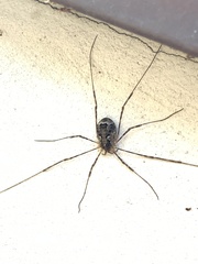 Lacinius dentiger