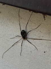 Lacinius dentiger