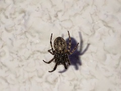 Araneus ventricosus