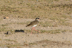 Vanellus coronatus