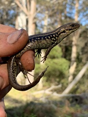 Eulamprus kosciuskoi