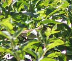 Acrocephalus palustris