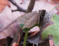 Operophtera