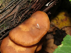 Sciaroidea