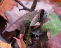 Operophtera