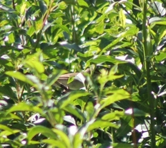 Acrocephalus palustris