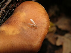 Sciaroidea