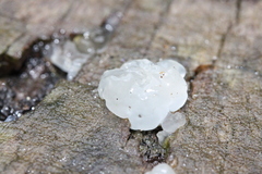 Exidia thuretiana