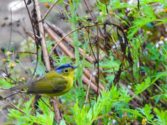 Phylloscopus tephrocephalus