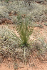 Yucca glauca