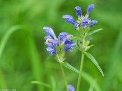 Dracocephalum ruyschiana